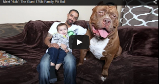 огромен питбул