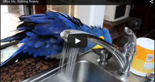 красив папагал