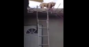 Ама че хитро куче! Изглеждаше, че няма начин да слезе по стълбата, но… (видео)