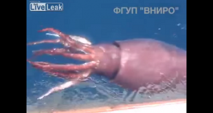 Битка на моряци с ужасяващ ГИГАТСКИ калмар втрещи интернет (ВИДЕО)