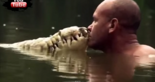 Човек спасява крокодил от сигурна смърт преди 20 години. Вижте как и до ден днешен те са неразделни приятели!!! (ВИДЕО)