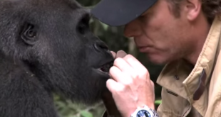 Мъж се завръща при горилата , която е отглеждал в продължение на 5 години! Реакцията на горилата ще ви ШОКИРА!!!