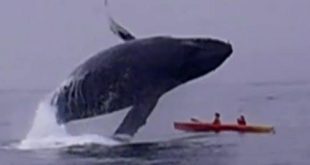 НА КОСЪМ ! Кит скочи върху двойка на каяк! УНИКАЛНО ВИДЕО